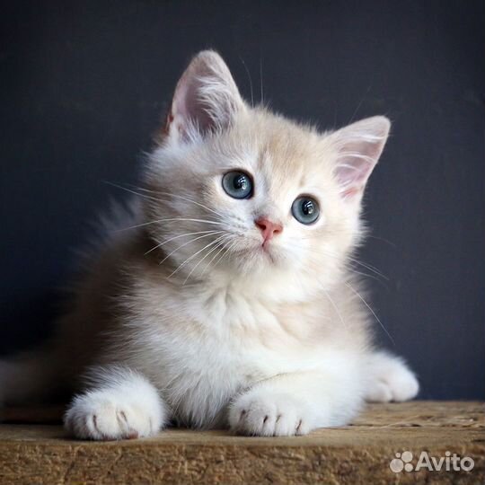 Британская шиншилла лиловая - мальчик