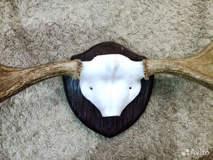 Рога на медальёне