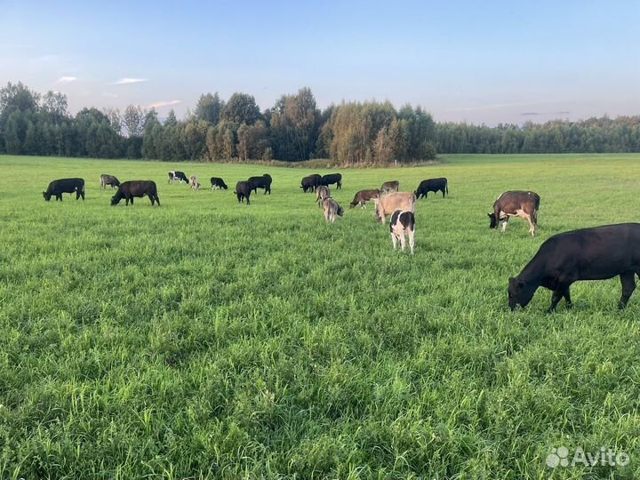 Телки и быки на мясо