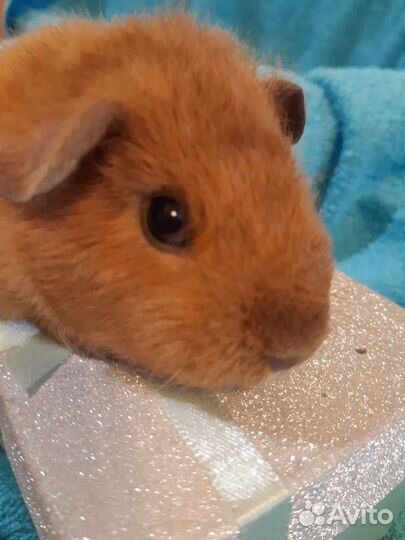 Морские свинки