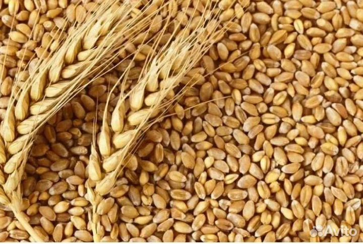 Зерно пшеницы