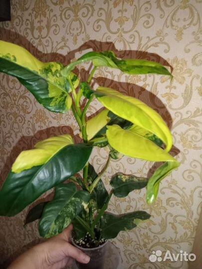 Филодендрон Доместикум