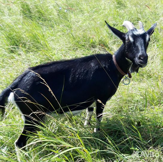 Козы дойные