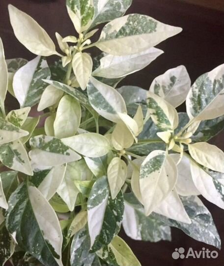 Комнатный перчик