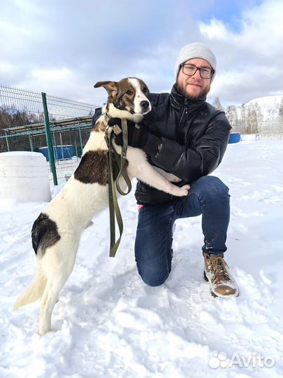 Улыбчивый Дэнни в добрые руки