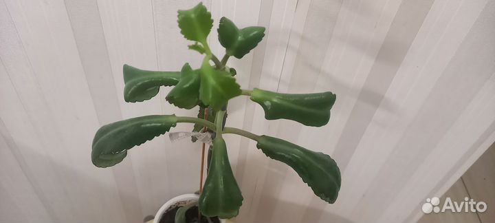 Каланхоэ лечебное