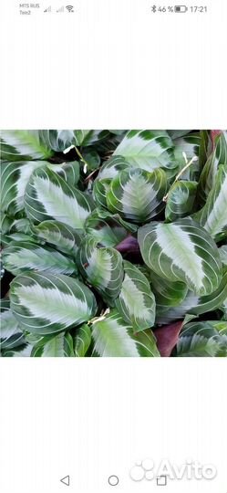 Маранта Сильвер бэнд, редкий сорт