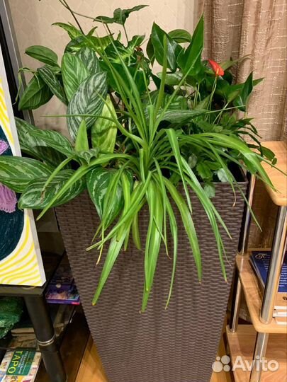 Композиция в напольном кашпо