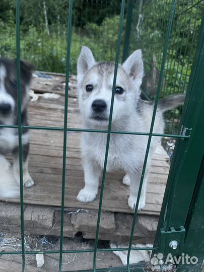 Щенки сибирской хаски