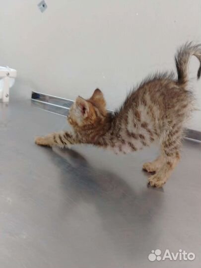 Рыжая котенок девочка