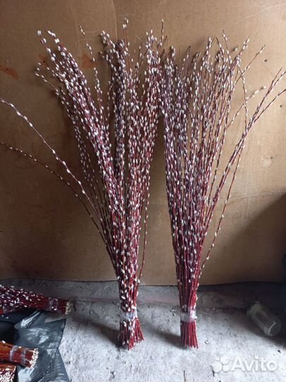 Верба краснотал