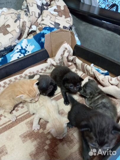 Донской сфинкс котята
