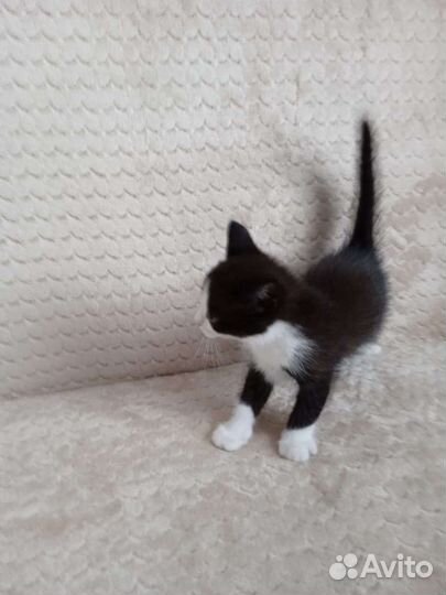 Домашние котята 1,5 месяца