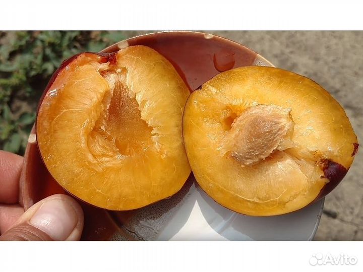 Саженцы шарофуга