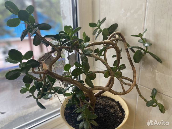 Толстянка - денежное дерево