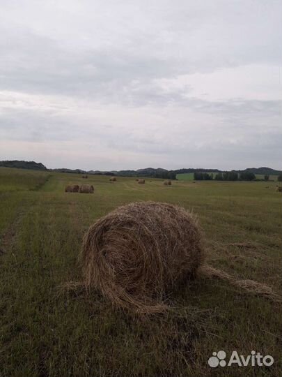 Сено в тюках