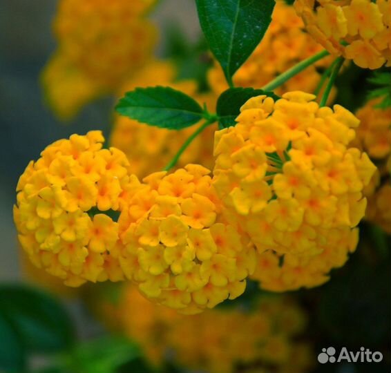 Лантана сортовая несколько сортов