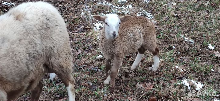 Баран на племя
