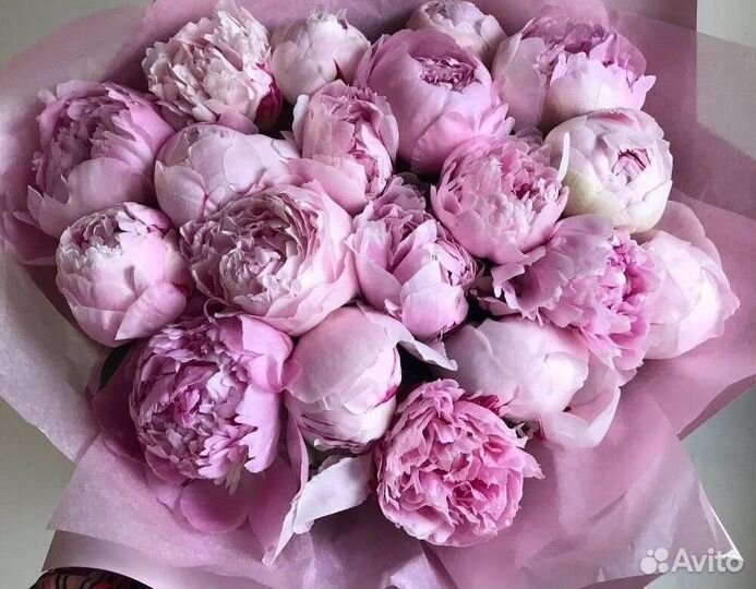 Пионы Букеты Цветы