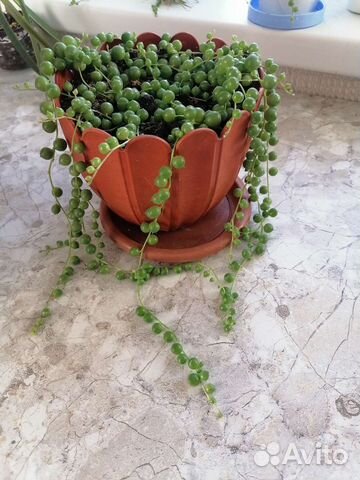 Крестовник роули