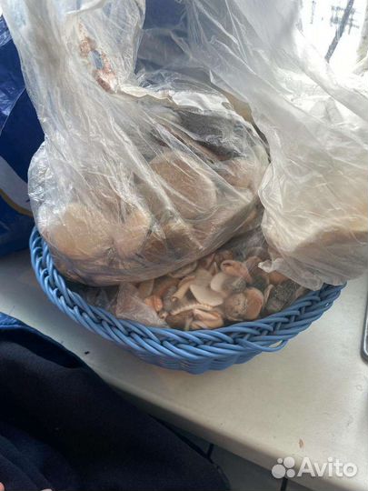 Ракушки для творчества набор