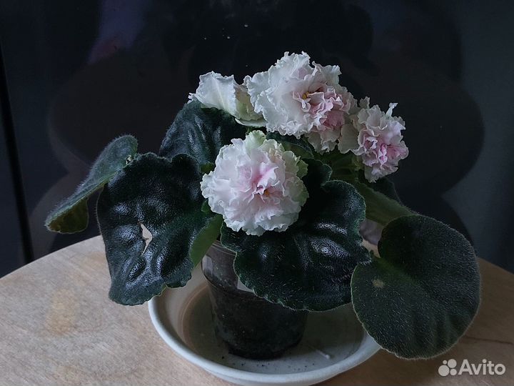 Фиалка сортовая