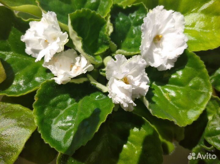 Фиалка в горшках