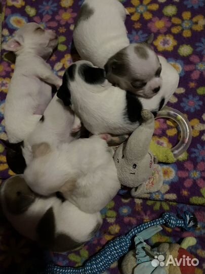 Чихуахуа окрас