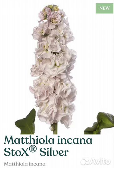 Рассада маттиолы Stox