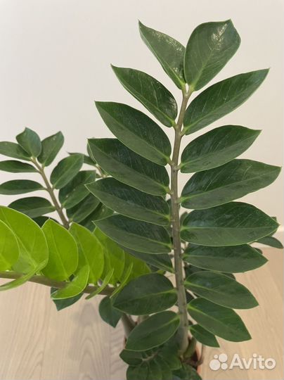 Замиокулькас lima новинка