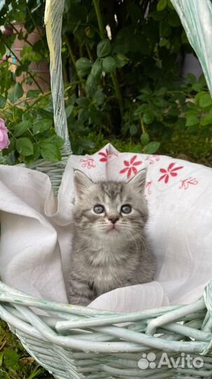 Котята