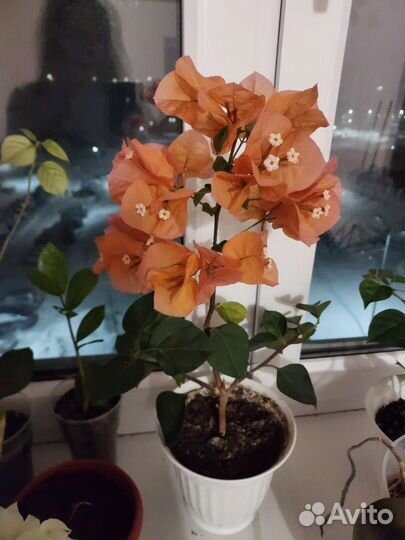 Бугенвиллия и др. цветы