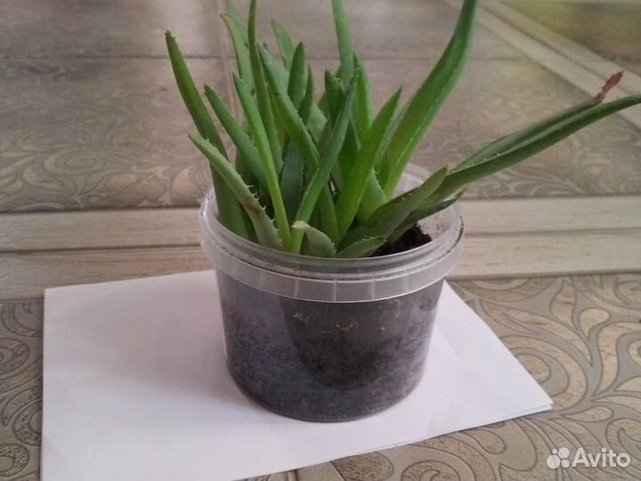 Хлорофитум,Алоэ Вера, Каланхоэ,Пальмы фиников/веер