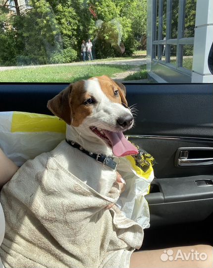 Вязка джек Рассел терьер, самец