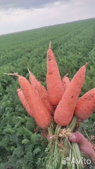 Морковь оптом