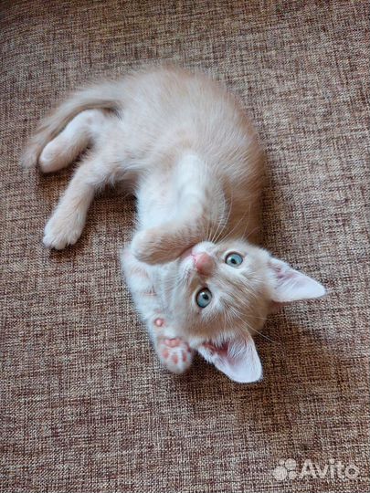 Котенок мальчик в добрые руки