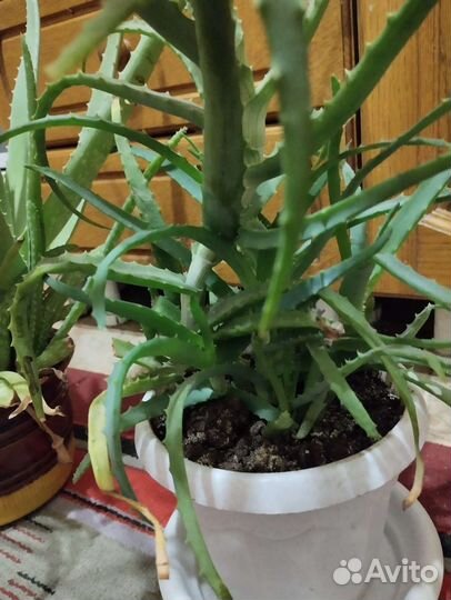 Алоэ столетник