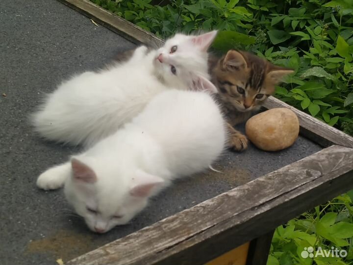 Два котёнка (девочки) 3 мес