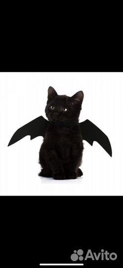 Аксессуары для кошек