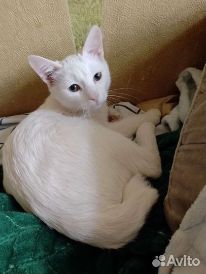 Отдам котенка в добрые руки