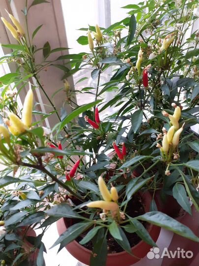 Перец острый домашний