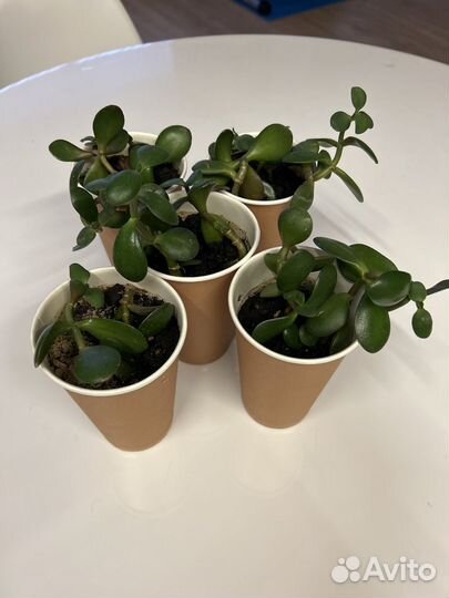 Толстянка в дар