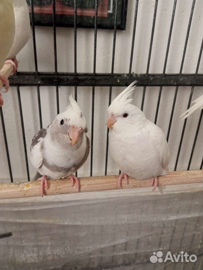 Корелла/птенцы