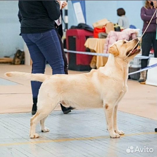 Лабрадор ретривер