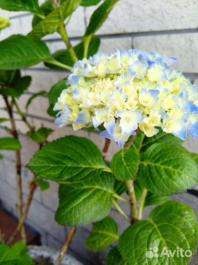 Гортензия крупнолистная черенки