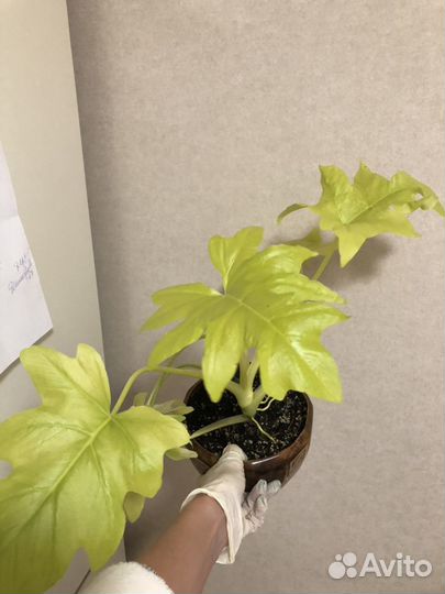 Филодендрон голд Сатин Тайский