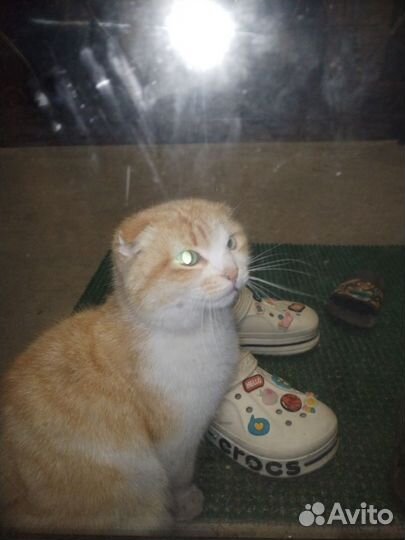 Отдам в добрые руки