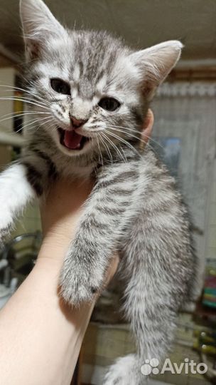 Котята в добрые руки бесплатно