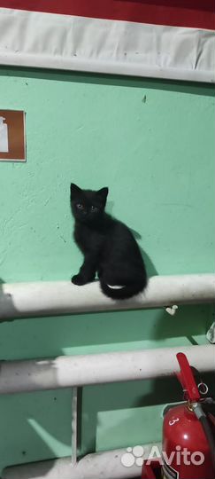 Отдадим котика