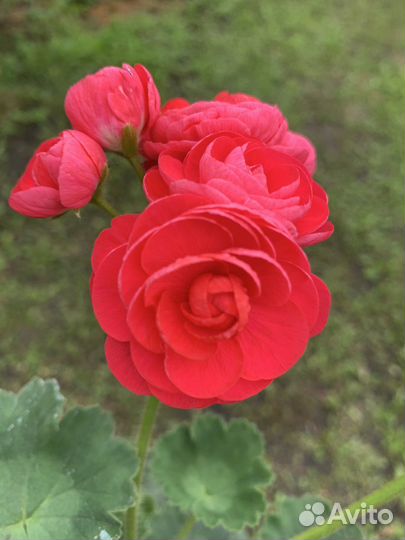 Пеларгония Герань сортовая, PAC Viva Rosita